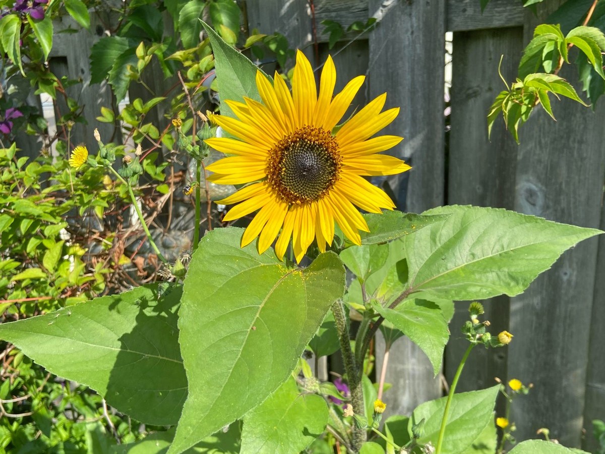 How to Give Up on Your Dreams While Reaching for the&nbsp;Stars